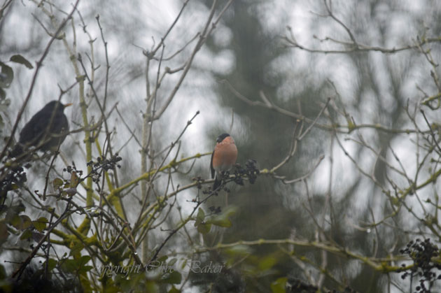 Bright red breasted male Bullfinch
