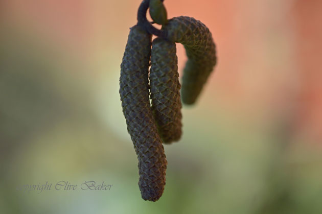 Three hazel catkins