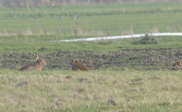 Hares staring at each other
