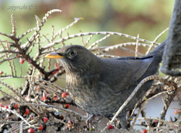 Female blackbird feeding on berries