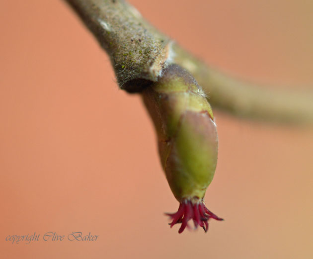 Very small red flower