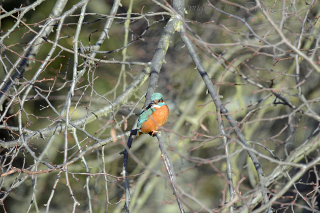Kingfisher on branch in the Sun
