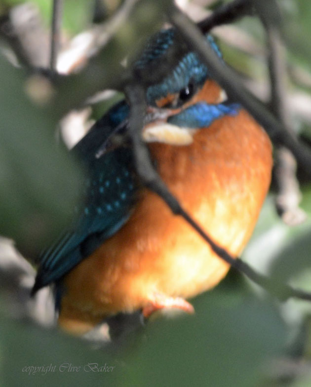 Kingfisher hidden in shrub