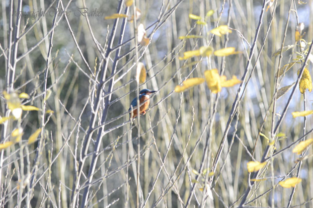 Kingfisker sitting on branch