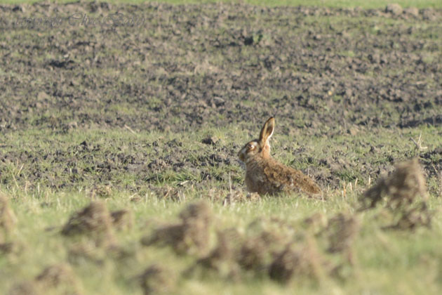Lone Hare