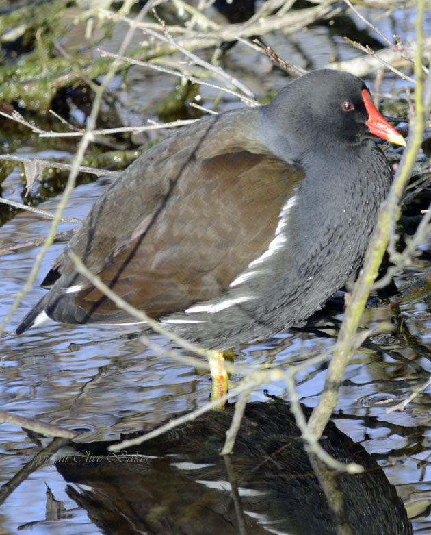 Moorhen standing in water