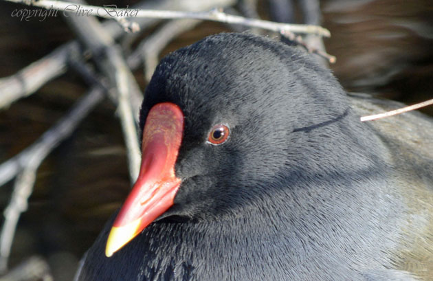 Moorhen showing front red and yellow beak