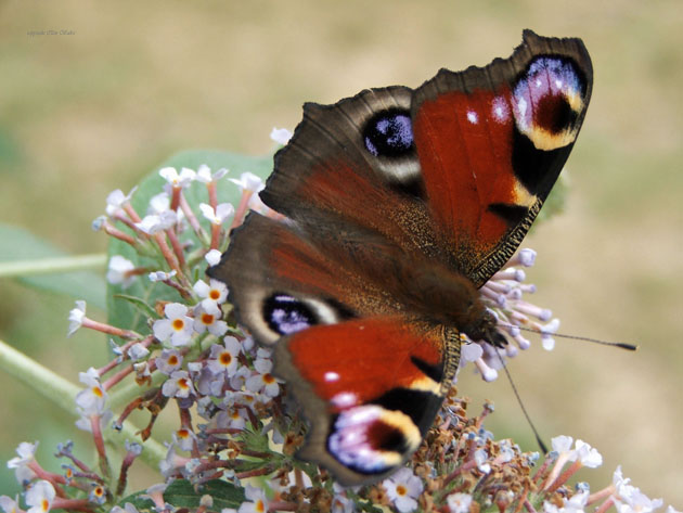 Very colourful butterfly feeding on flowers