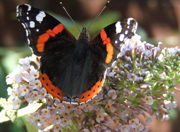 red admiral butterfly on flowers