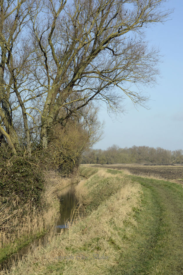 Country track by a stream