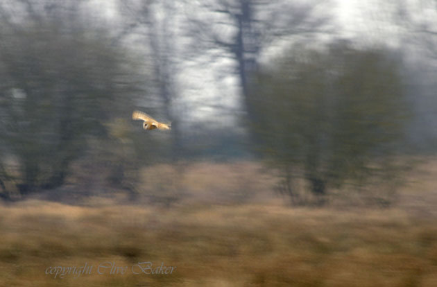 Barn Owl flying low over a field