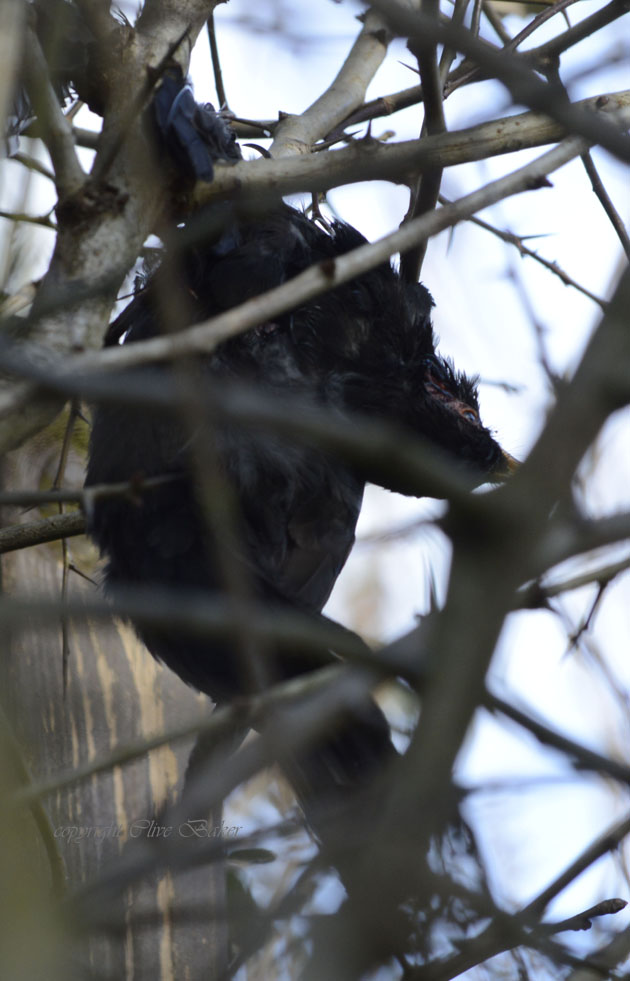 Lone blackbird stuck by wing in hedge