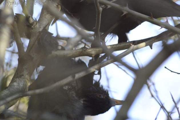 Male blackbirds fighting in hedge