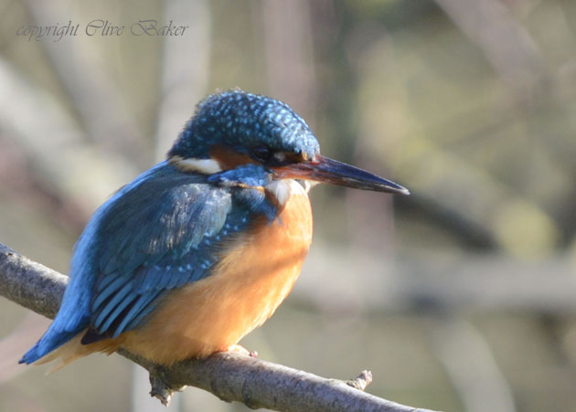 Kingfisher on branch