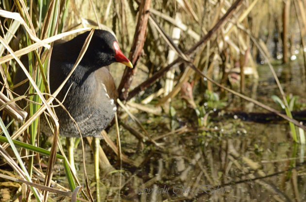 Moorhen on the edge of reeds