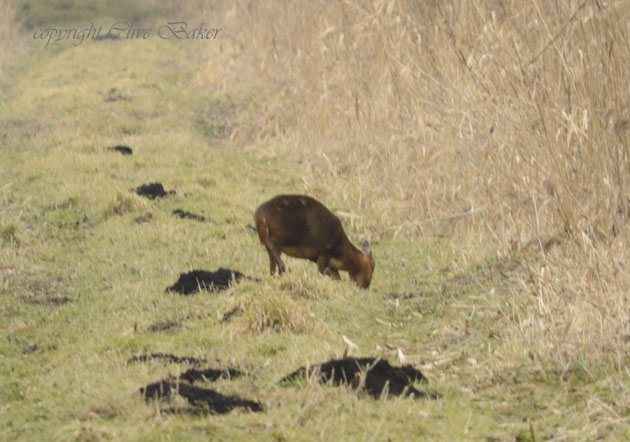 Small deer feeding on track