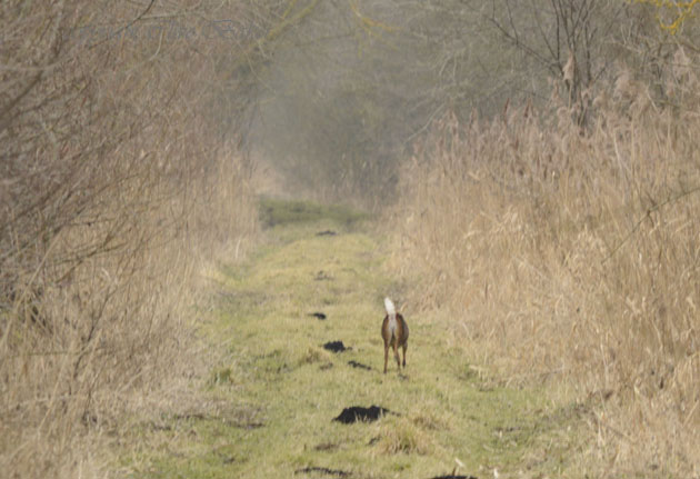 Deer running tail up in the air