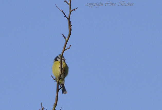 Blue tit singing