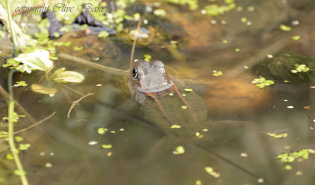 Male frog at edge of pond