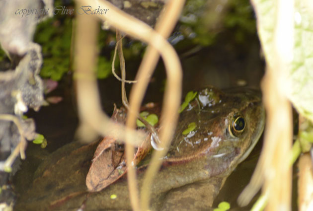 Frog at side of pond