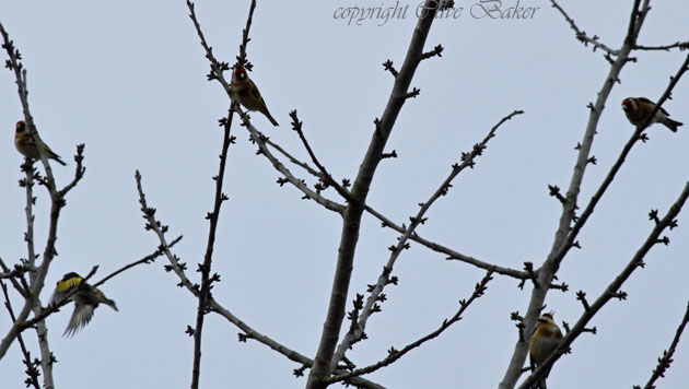 Flock of Goldfinches