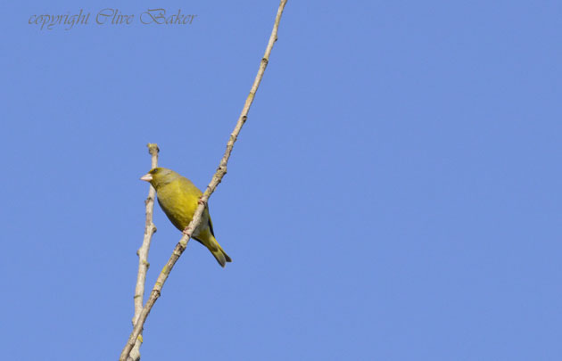 Greenfinch Singing