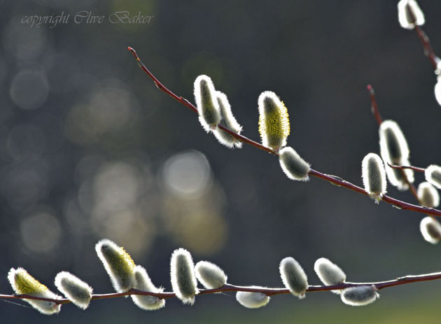 Large catkins backlit by sun