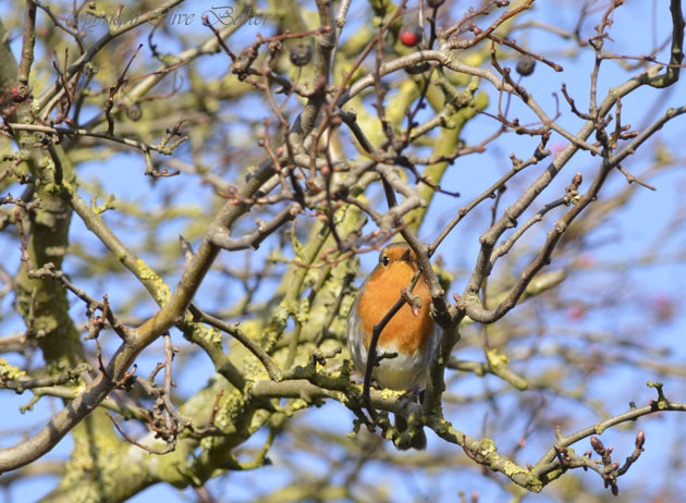 Robin singing