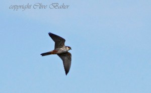 Small falcon in flight