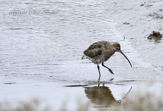 Wading bird with long curved down beak