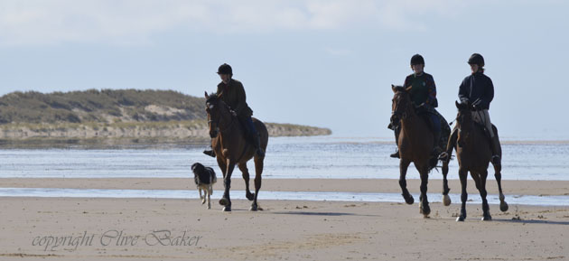 Three girls on horseback with dog running on beach