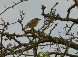 Sedge warbler in hawthorn bush