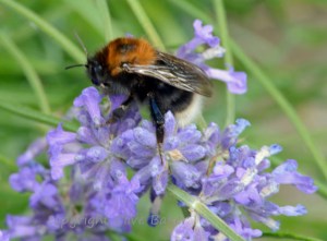 Tree bumblebee