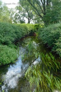 Clear stream with lots of plants and wildlife